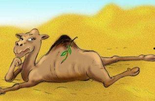 压倒的照片,压倒瞬间，见证历史时刻